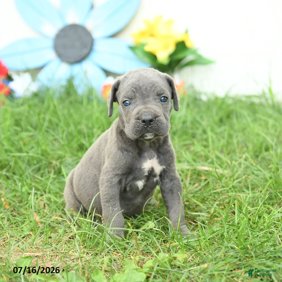 Cane Corso dogs for sale: Rookie - Ad 2