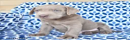 Labrador Retriever dogs for sale: Captain - Ad 4