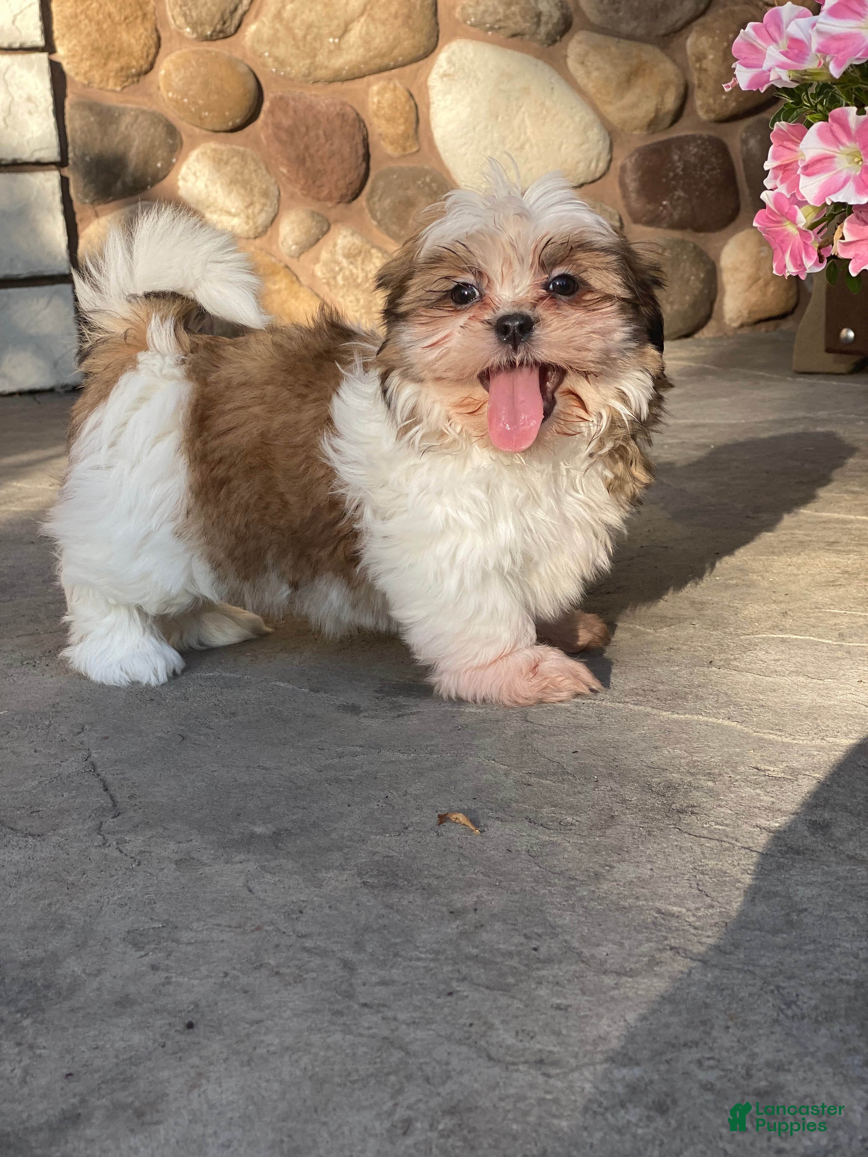 Shih Tzu dogs Sandy - Ad 31
