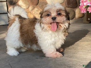 Shih Tzu dogs Sandy - Ad 14