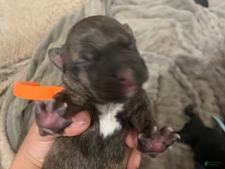 Mixed Breed dogs - Ad 37