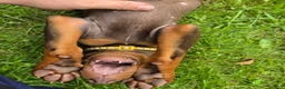 Doberman Pinscher dogs for sale: Athena - Ad 5