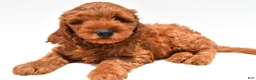 Mini Goldendoodle dogs for sale: Theo - Ad 7