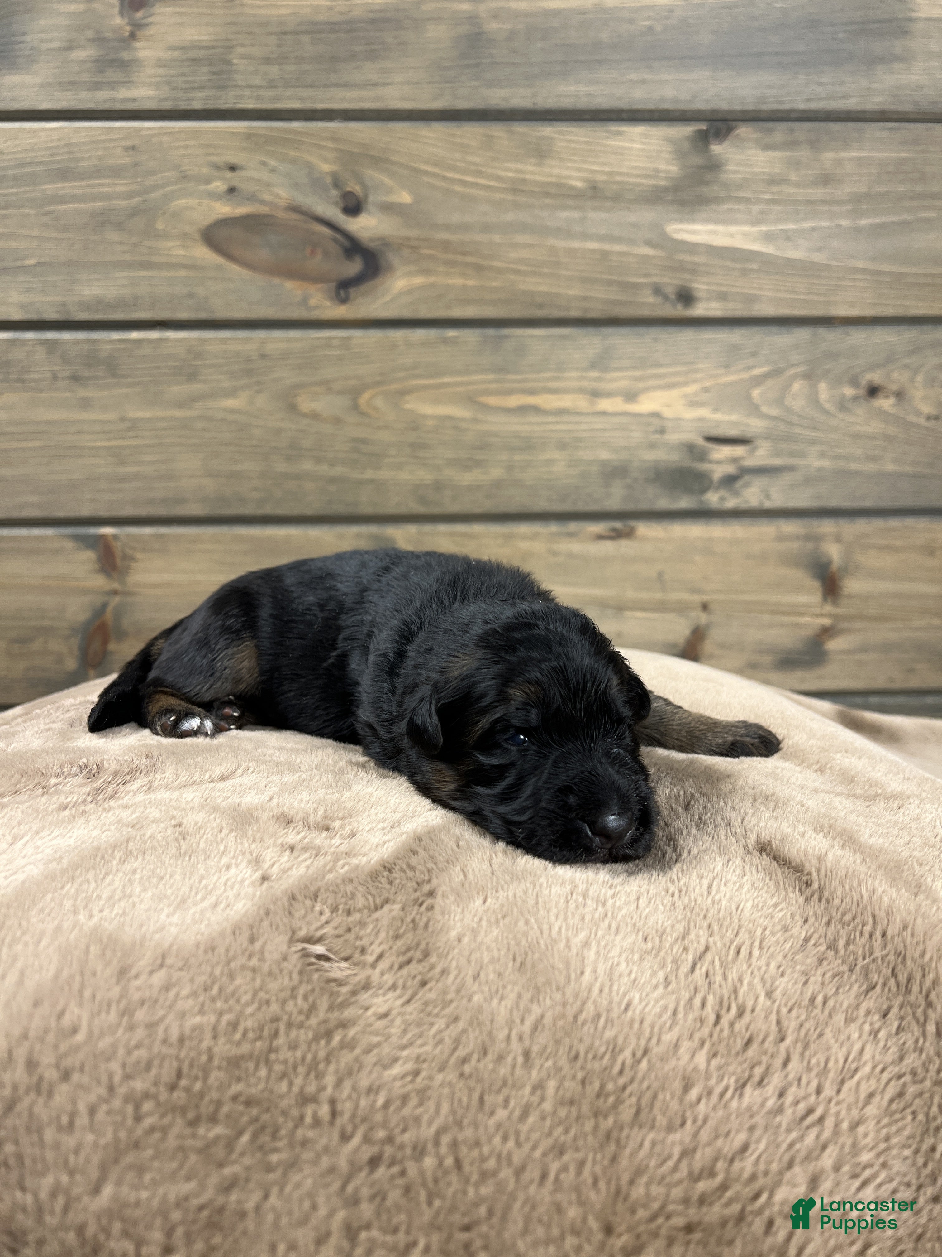 German Shepherd dogs Coast - Ad 15