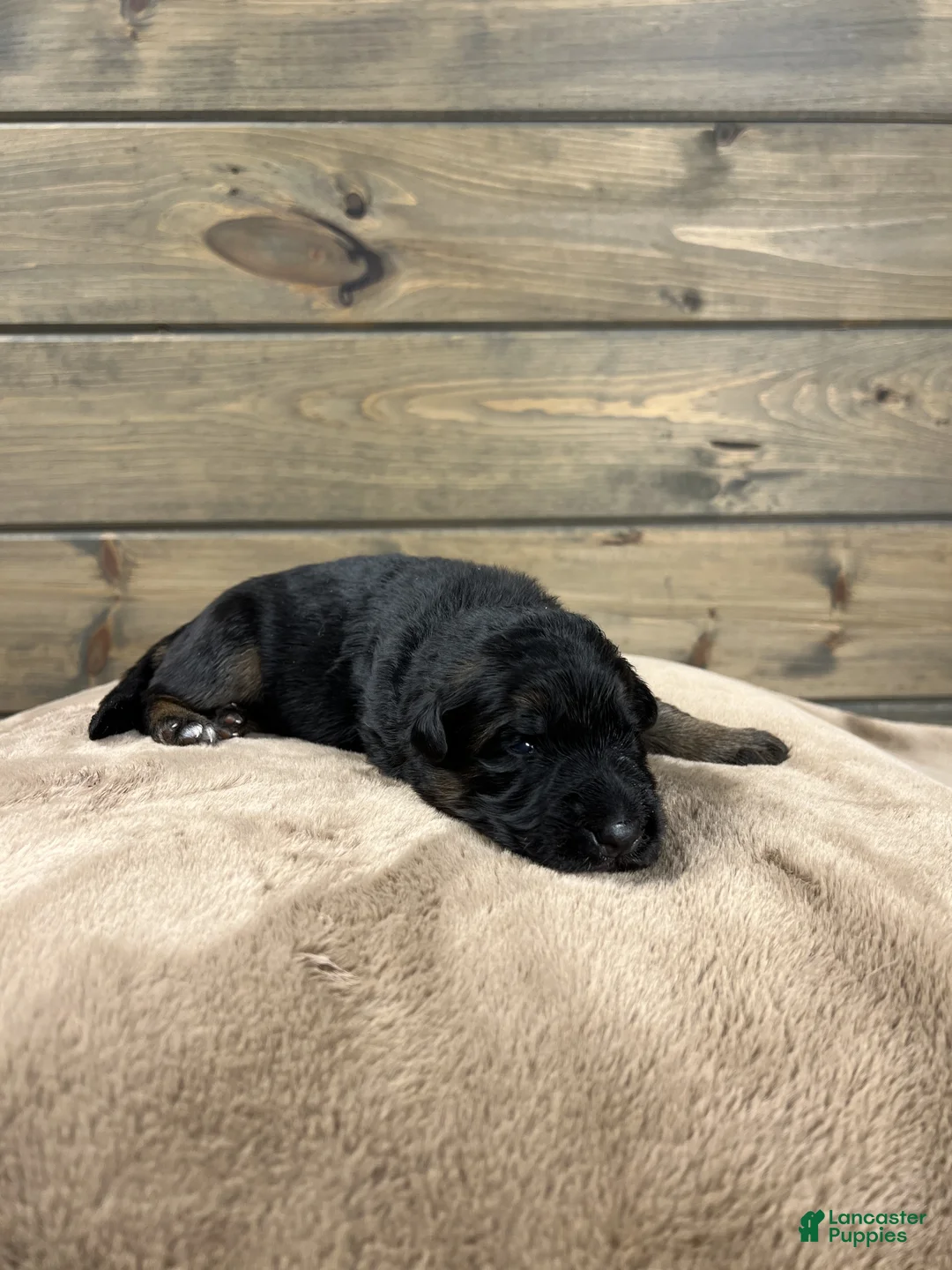 German Shepherd dogs for sale: Coast - Ad 1