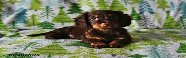 Charlie