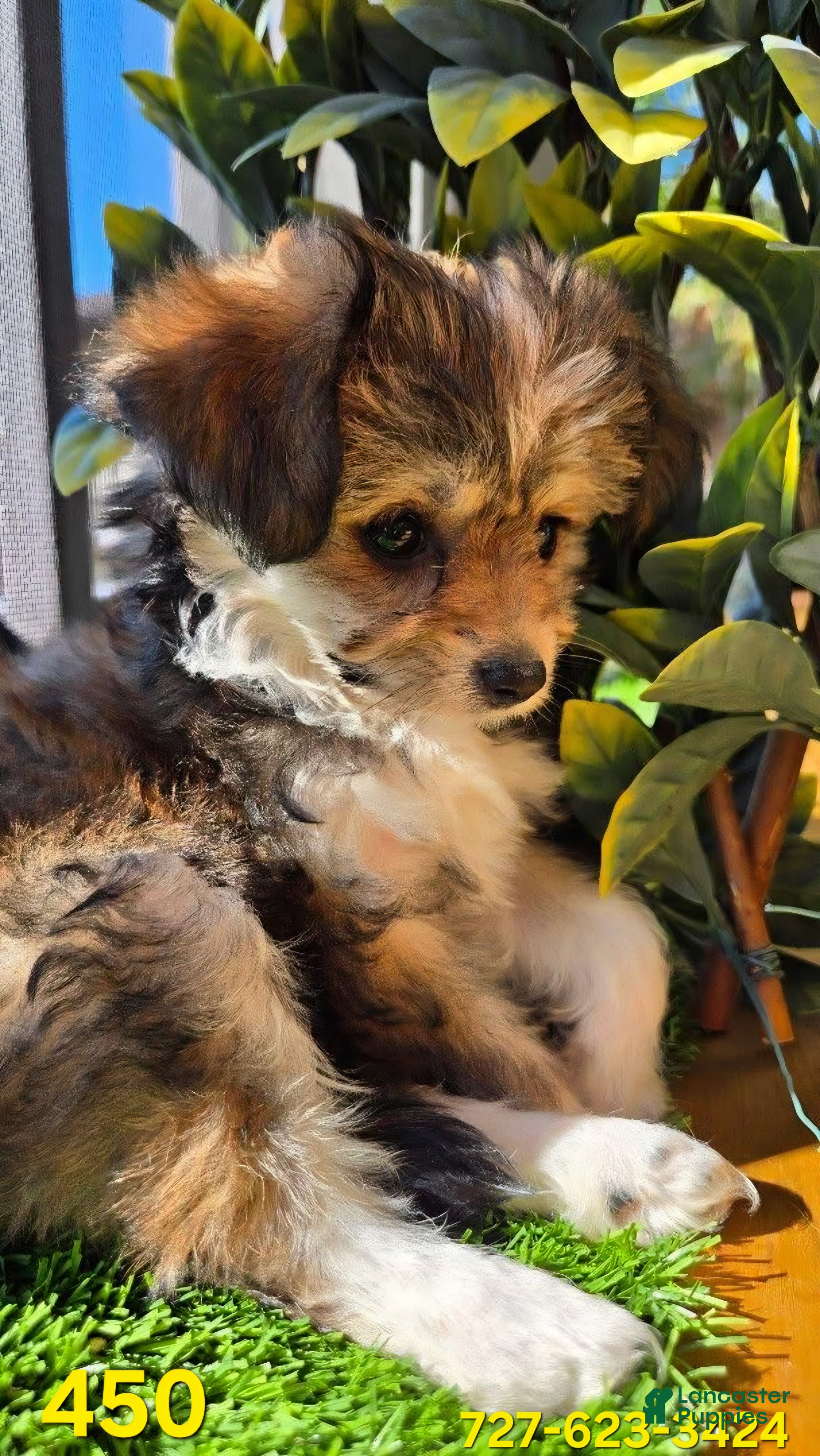 Mixed Breed dogs Mixed Breed 1 - Ad 14