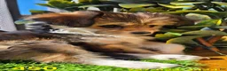 Mixed Breed dogs for sale: Mixed Breed 1 - Ad 1