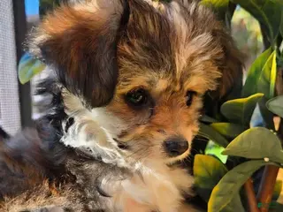 Mixed Breed dogs Mixed Breed 1 - Ad 14