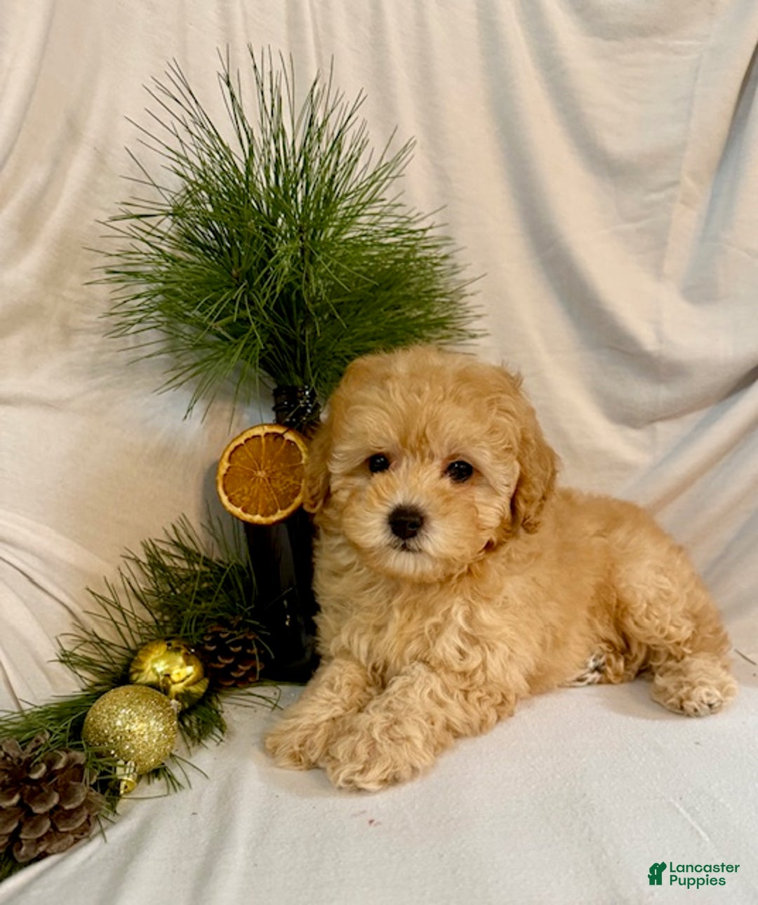 Toy Poodle dogs for sale: Gracie - Ad 5
