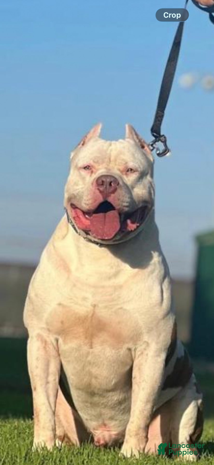 American Bully dogs for stud: Disel - Ad 11
