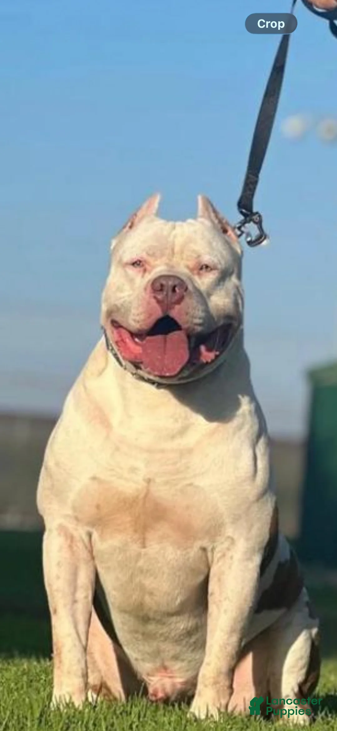American Bully dogs for stud: Disel - Ad 1