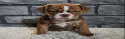 Mixed Breed dogs for sale: River  - Ad 2