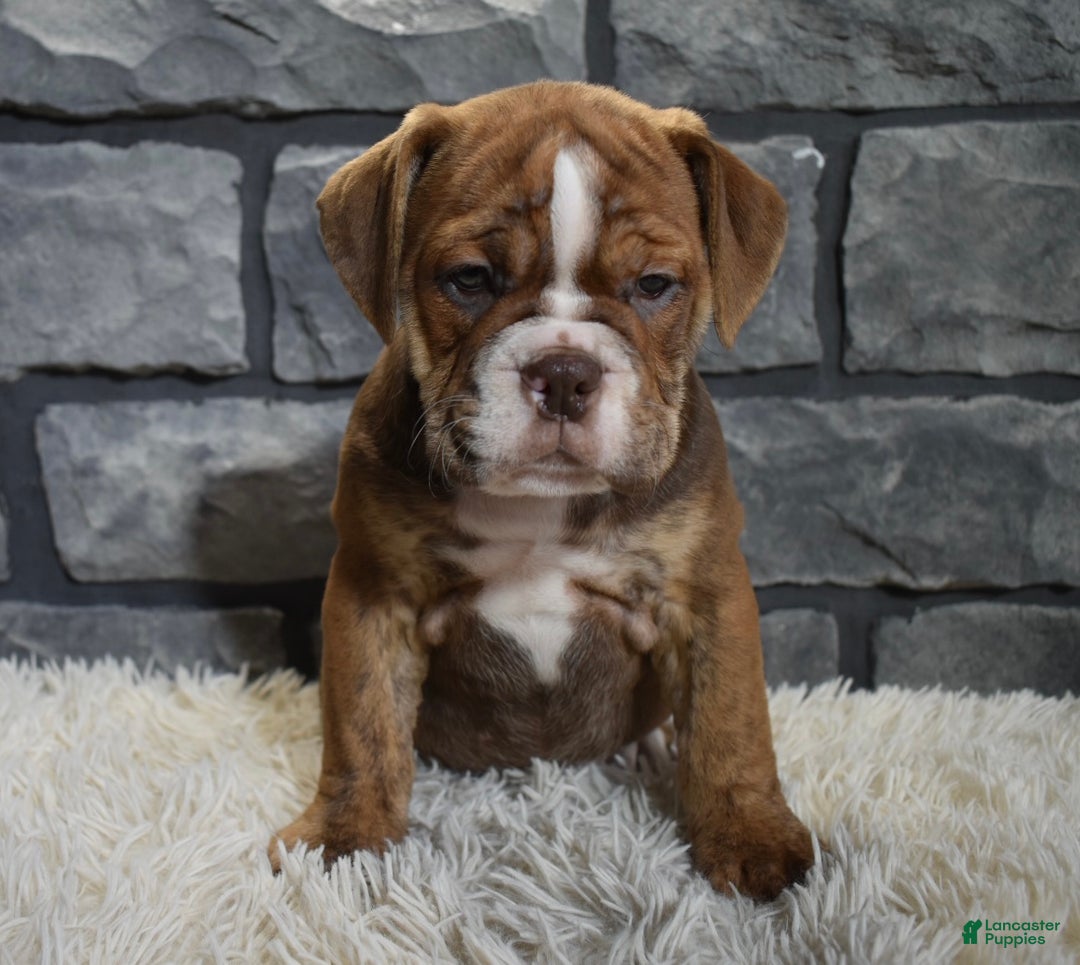 Mixed Breed dogs for sale: River  - Ad 2