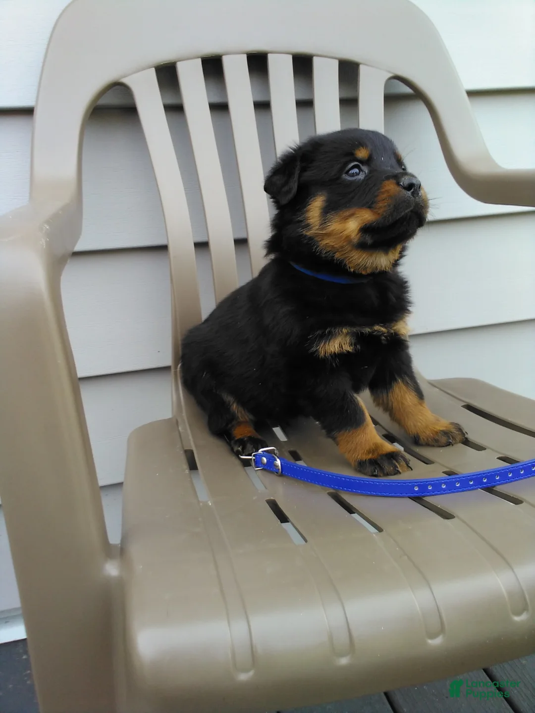 Rottweiler dogs for sale: Rottweiler Puppy 1 - Ad 1