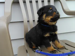 Rottweiler dogs for sale: Rottweiler Puppy 1 - Ad 2