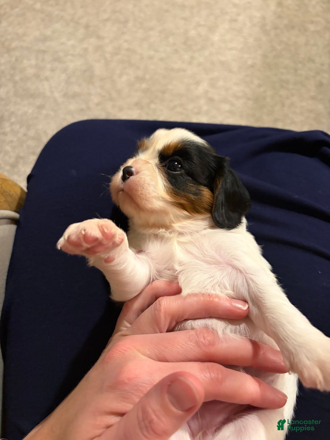 Cavalier King Charles Spaniel dogs for sale: Holly - Ad 3