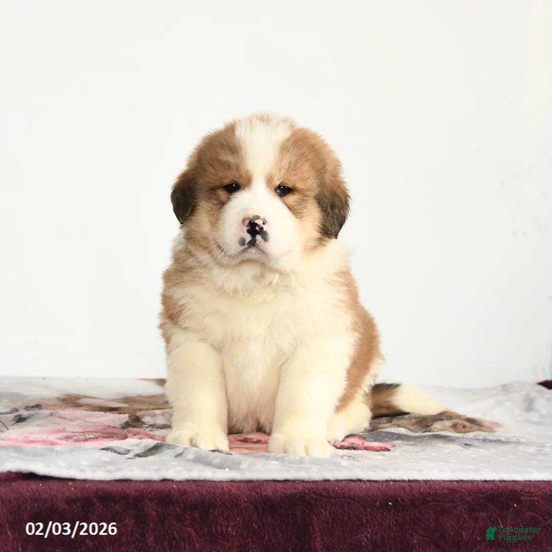 Mixed Breed dogs for sale: Peter - Ad 1