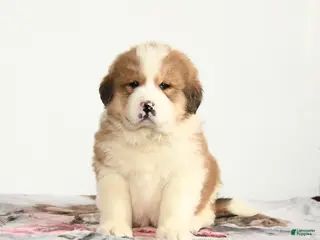 Mixed Breed dogs Peter - Ad 14