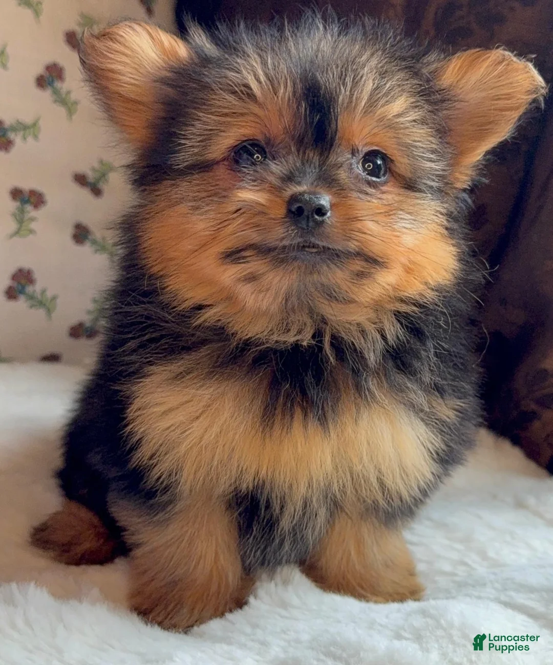 Mixed Breed dogs for sale: Designer Breed Yorkishire Terrier, Pomeranian Mix Puppy Female Coco - Ad 2