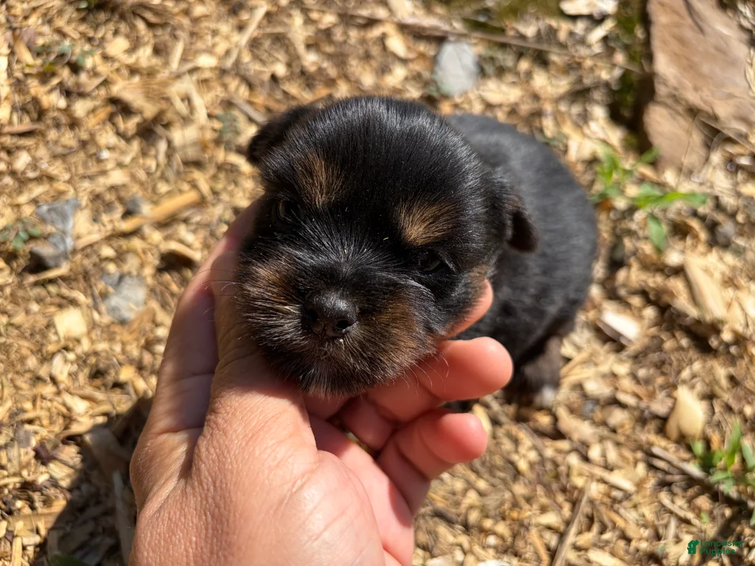 Shorkie dogs for sale: Bob - Ad 2