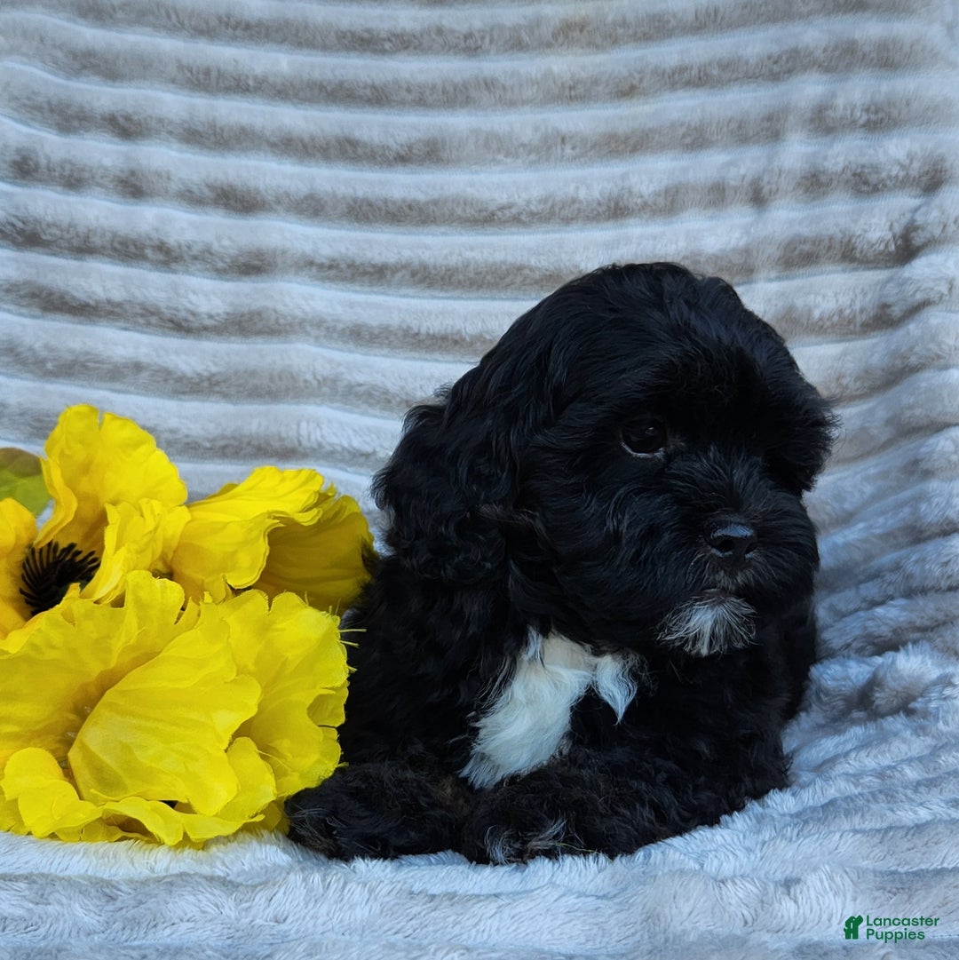 Shihpoo dogs for sale: Dallas - Ad 10