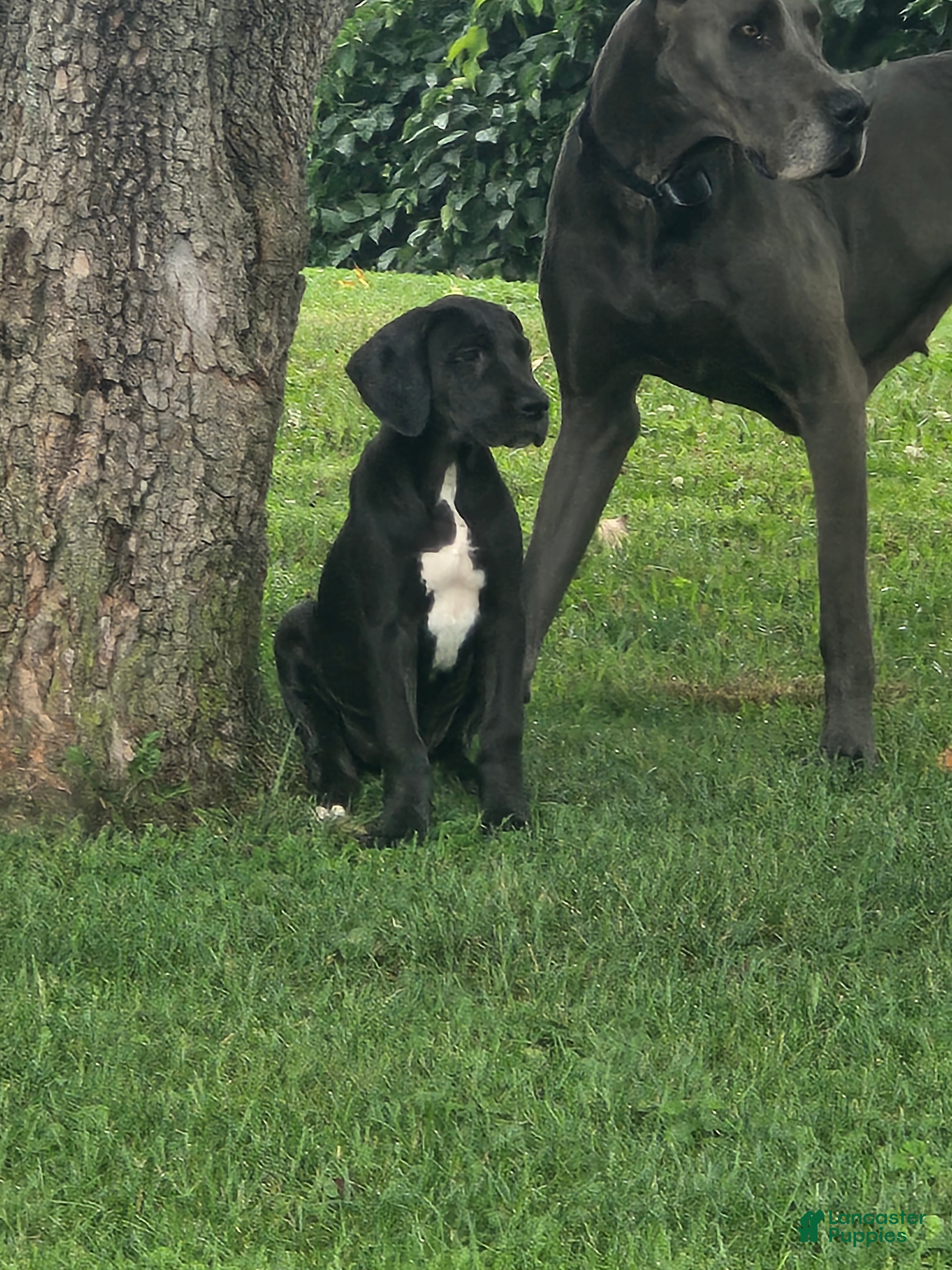 Great Dane dogs REDUCED Madea - Ad 2