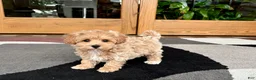 Havapoo dogs for sale: Havapoo Puppy 3 - Ad 9