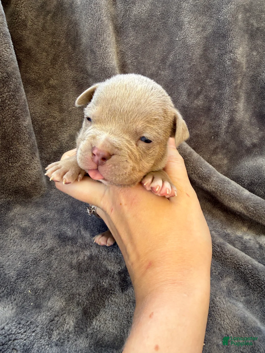 American Bully dogs for sale: Marshall  - Ad 1