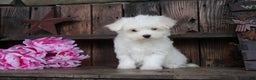 Maltese dogs for sale: Roxanne - Ad 3