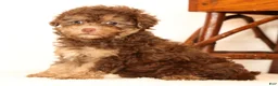 Havapoo dogs for sale: Dorsie - Ad 6