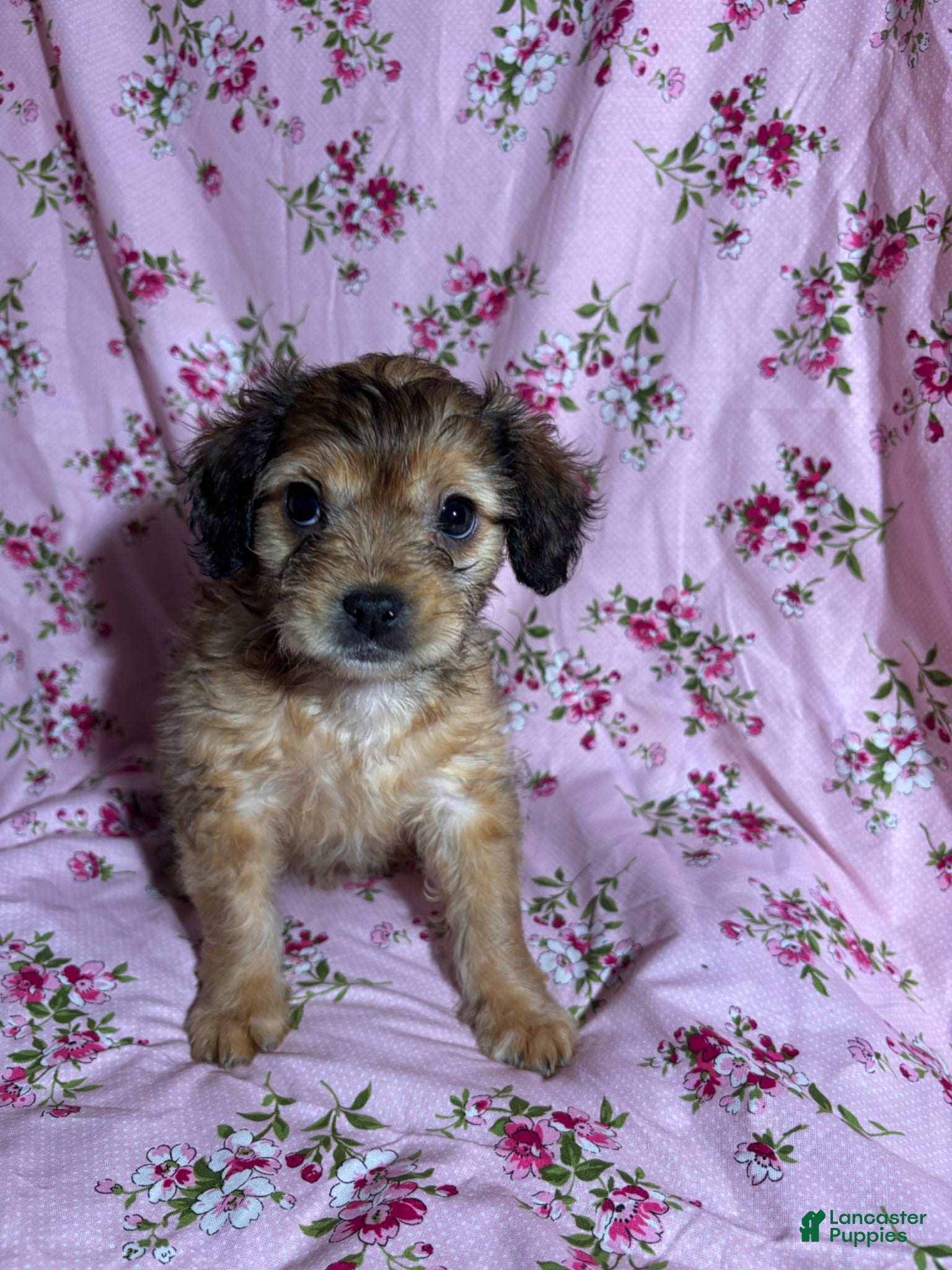 French Bulldog dogs French Bulldog Puppy 5 - Ad 20