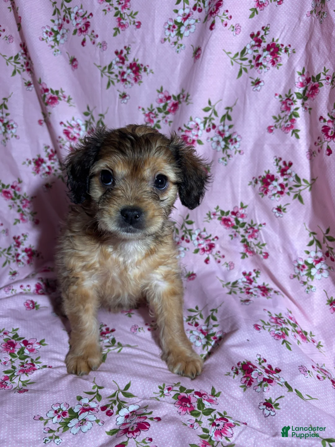 French Bulldog dogs for sale: French Bulldog Puppy 5 - Ad 1