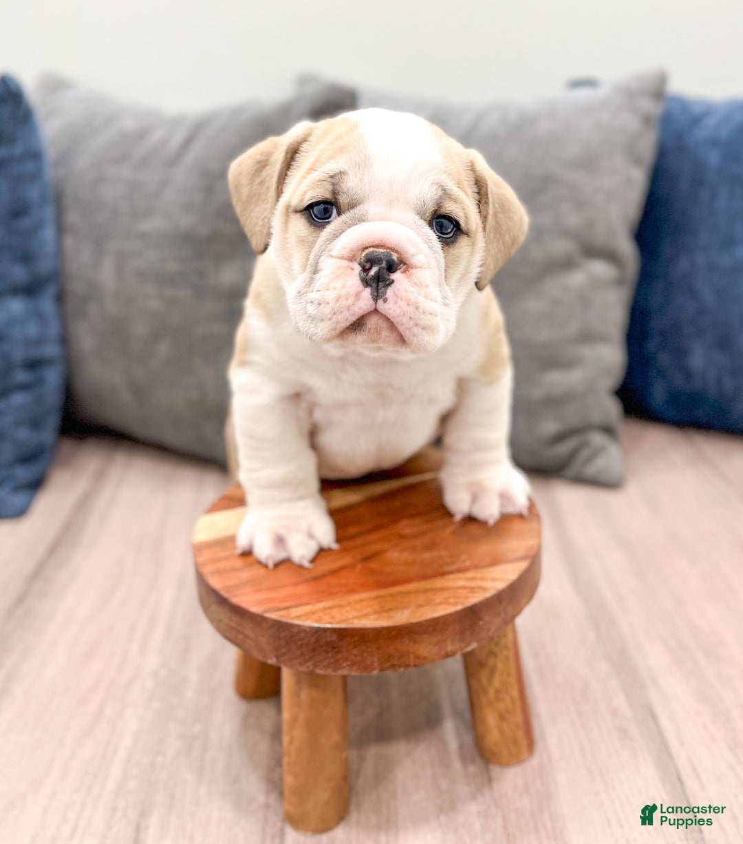 Mixed Breed dogs for sale: Casper - Ad 2