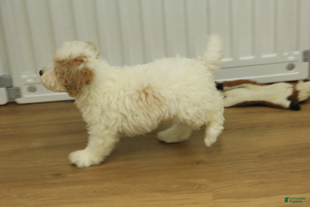 Bichpoo dogs for sale: Rory - Ad 2