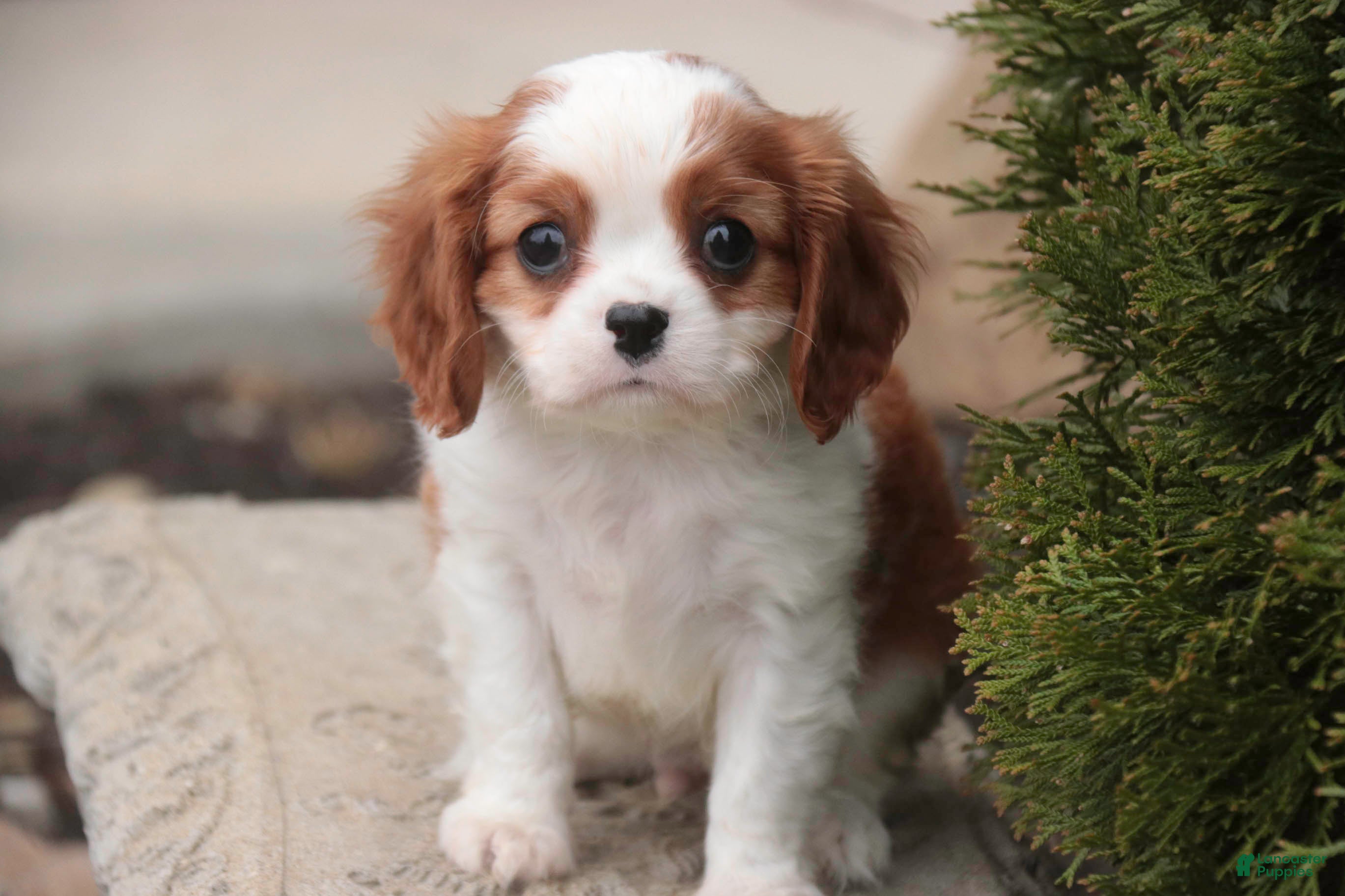 Cavalier King Charles Spaniel dogs Thyme - Ad 2