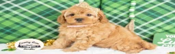 Cavapoo dogs for sale: Bailey - Ad 3