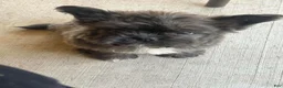 Mixed Breed dogs for sale: Mixed Breed 2 - Ad 1