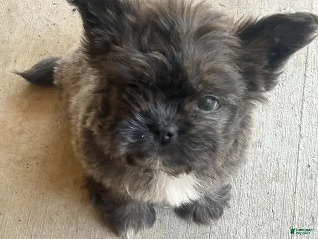 Mixed Breed dogs for sale: Mixed Breed 2 - Ad 5