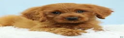 Cavapoo dogs for sale: Reese 🍫 - Ad 9