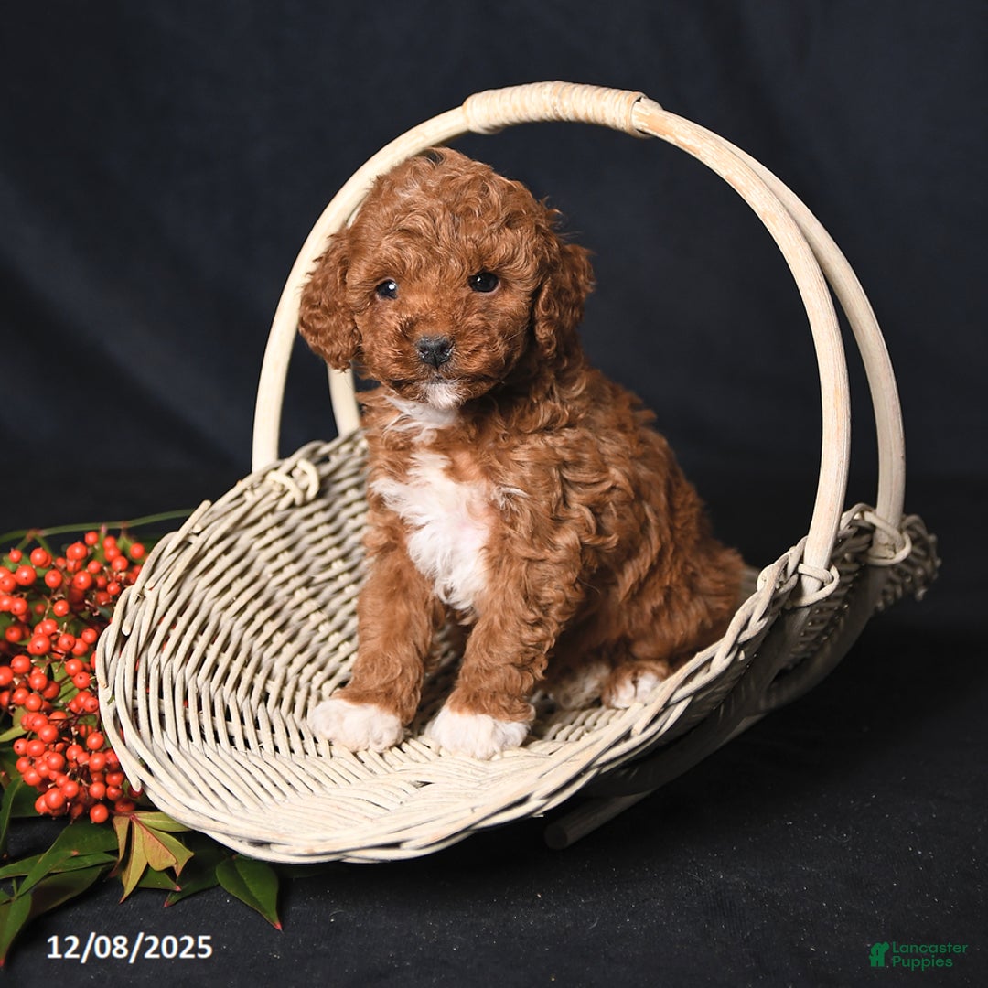 Toy Poodle dogs for sale: Handsome - Ad 3