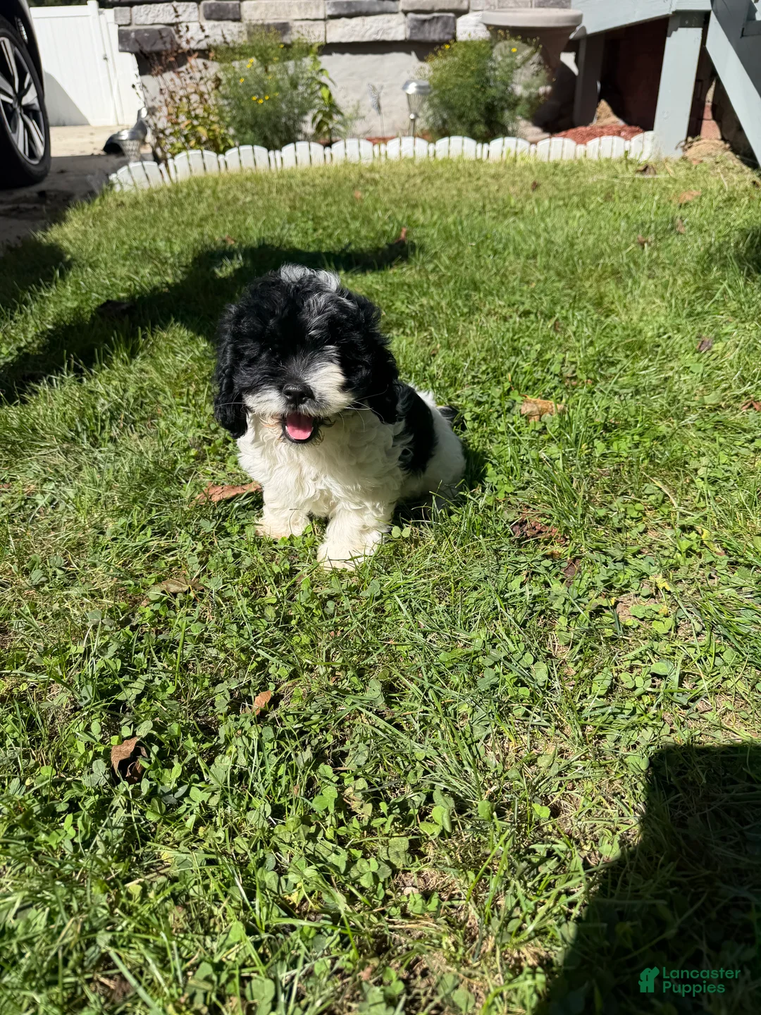 Cockapoo dogs for sale: Maggie - Ad 1