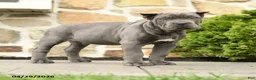 Cane Corso dogs for sale: Winston - Ad 4