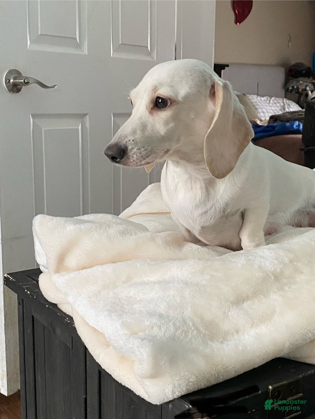 Miniature Dachshund dogs for sale: Sandy Strawberry blonde dachshund  - Ad 7