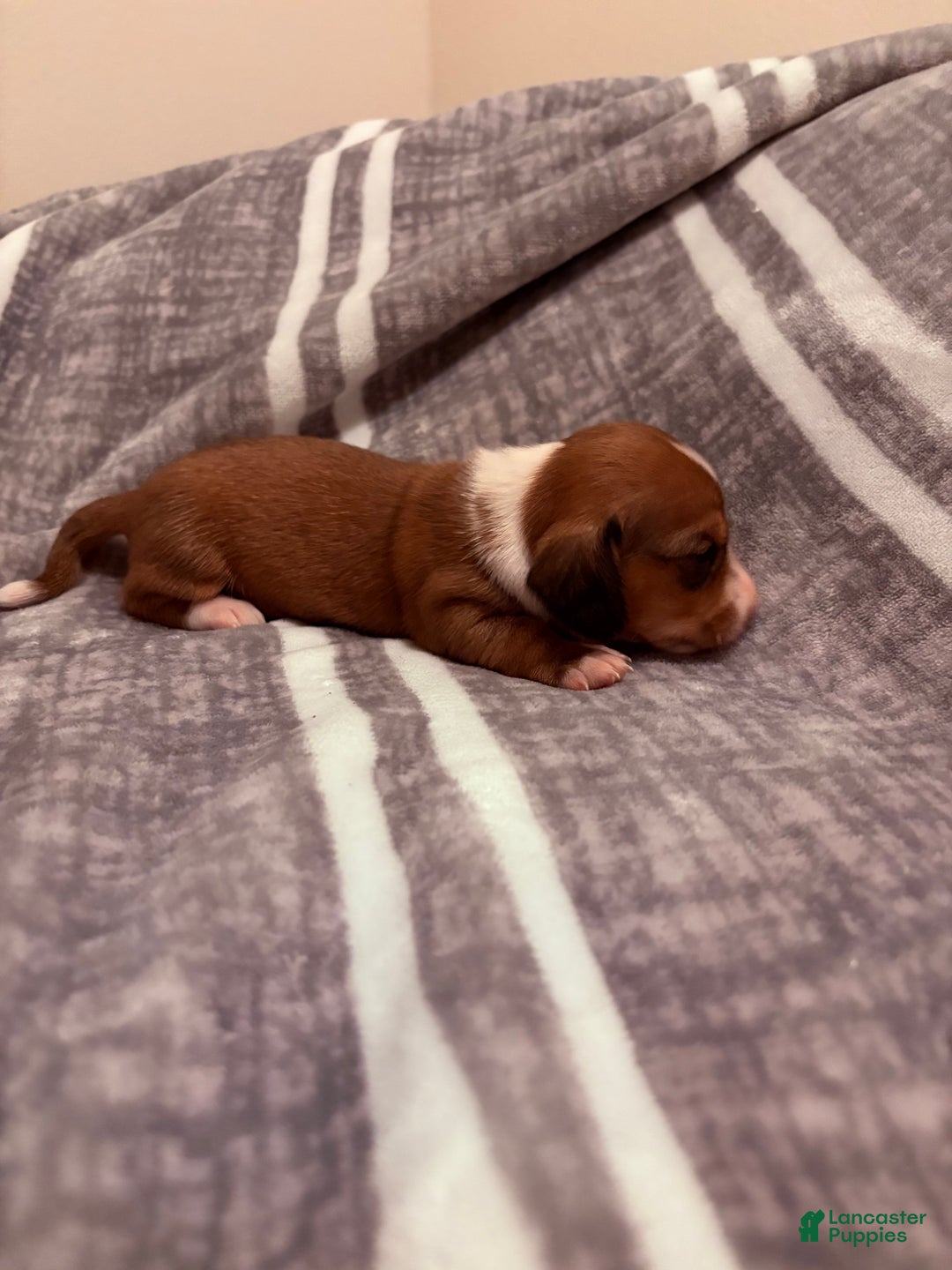 Dachshund dogs for sale: Tiger - Ad 4