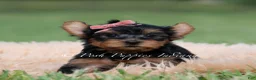 Yorkshire Terrier dogs for sale: Maple - Ad 2