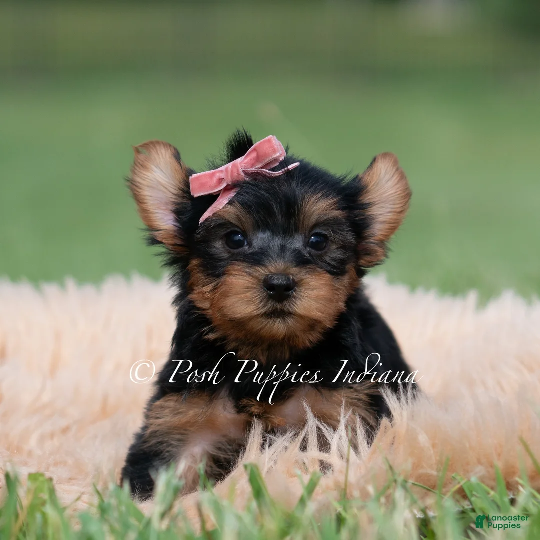 Yorkshire Terrier dogs for sale: Maple - Ad 2