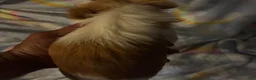 Chihuahua dogs for sale: Chihuahua 2 - Ad 3