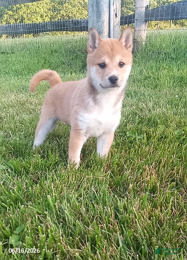 Shiba Inu dogs Ringles - Ad 2