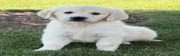 Golden Retriever dogs for sale: Pickles - Ad 4